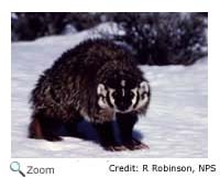 American Badger