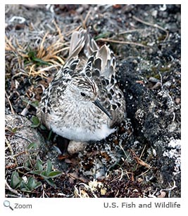 Bairds sandpiper