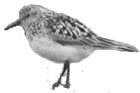 Baird's Sandpiper