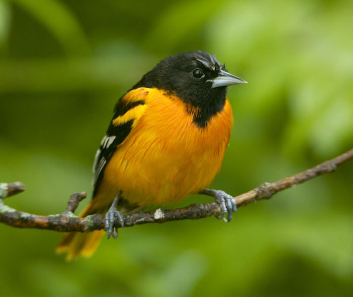 Baltimore Oriole Icterus Galbula Wildlife Journal Junior