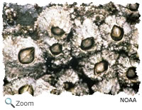 Barnacles