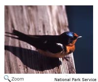 Barn Swallow