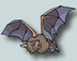 bat
