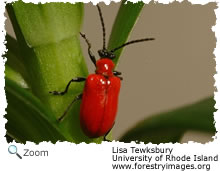 lily leaf beetle