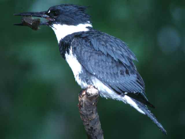 Belted Kingfisher- Megaceryle alcyon | Wildlife Journal Junior