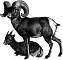 bighorn sheep