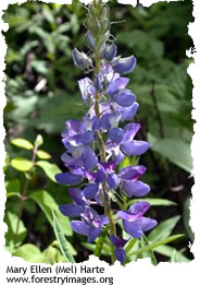 Big Leaf Lupine