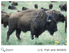 Bison Bull 