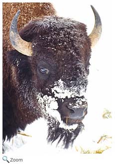 Bison Bull 