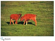 Bison calves
