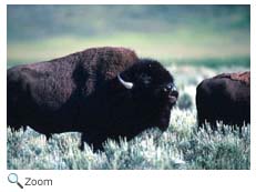 bison