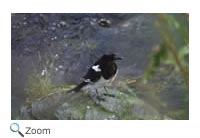 Black Billed Magpie