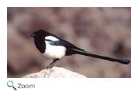 Black Billed Magpie