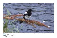 Black Billed Magpie