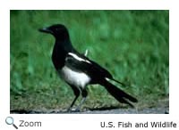 Black Billed Magpie
