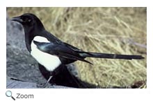 Black-billed magpie