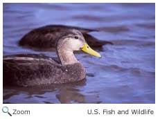 American Black Duck