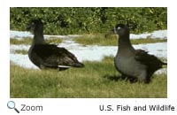 Black-footed Albatross
