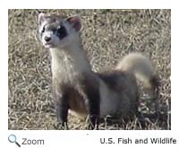 Black-footed Ferret