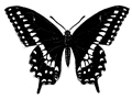black swallowtail 