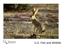 Black-tailed Jackrabbit