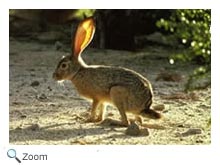 Black-tailed Jackrabbit