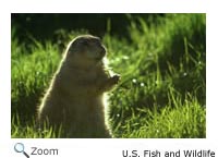Black-tailed Prairie Dog