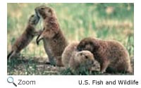 Black-tailed Prairie Dog