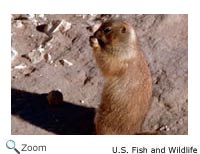 Black-tailed Prairie Dog