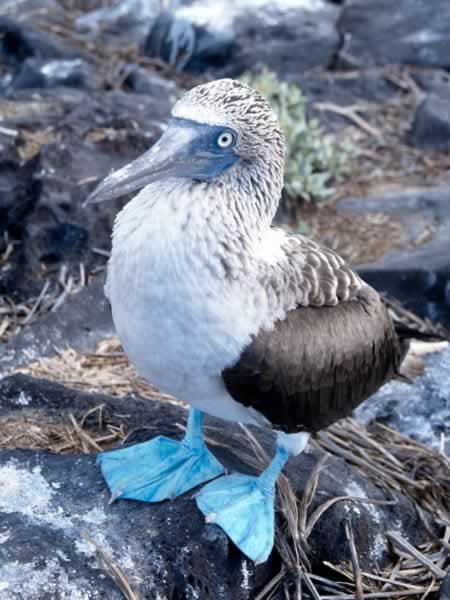 bluefootedbooby4.jpg