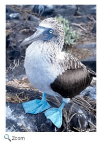 Blue-footed Booby