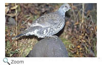 Blue Grouse