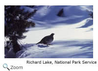 Blue Grouse