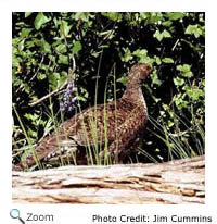Blue Grouse