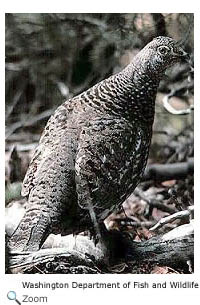 Blue Grouse