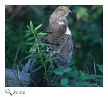 Blue Grouse
