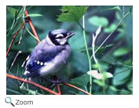 Blue Jay