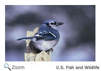 Blue Jay