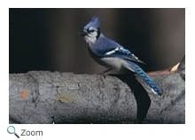 Blue Jay