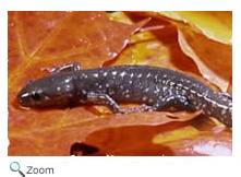 Blue-spotted Salamander