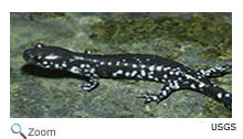 Blue-spotted Salamander