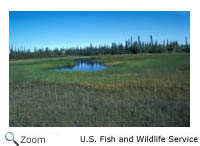 Bog