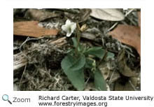 Bog White Orchid
