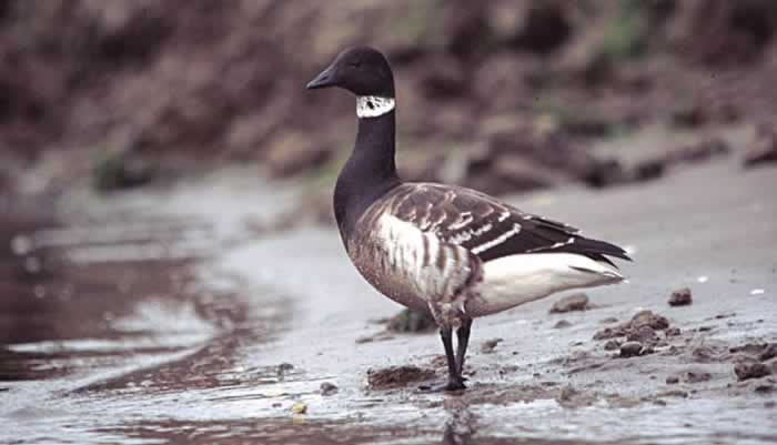 Brant - Branta Bernicla | Wildlife Journal Junior