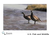 Brant