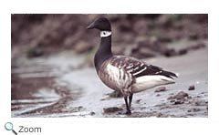 Brant