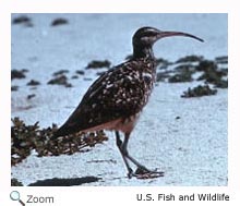 bristle thighed curlew