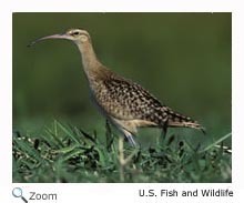 bristle thighed curlew