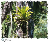 bromeliad