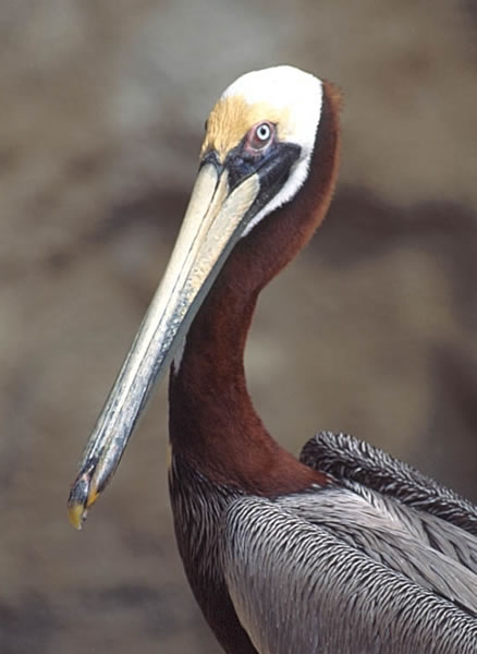 wild republic pelican